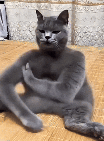 Cat Sitting GIF