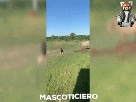 Galo GIF