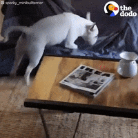 Bull Terrier Dogs GIF by The Dodo