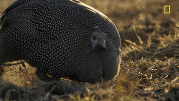 200.gif?cid=fc005b08d5e90799cc55b6e48ddd9ead11132146925a1ce2&rid=200.gif&ct=g