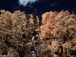 autumn 1950s GIF by History Colorado