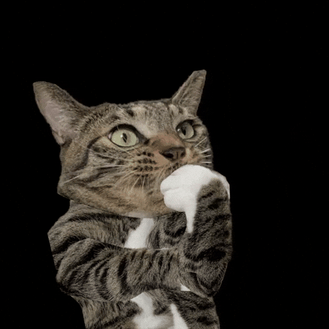 Cat Yes GIF