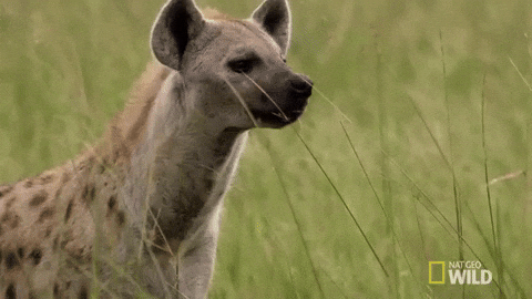 Nat Geo Wild GIF - Find & Share on GIPHY