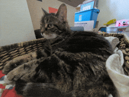 Cat GIF