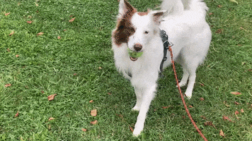 dockwa GIF