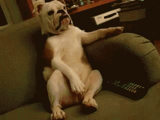 Lazy Dog Watching GIF by Cheezburger - Find & Share on GIPHY