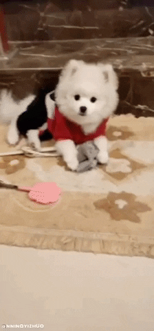 Yiyang GIF