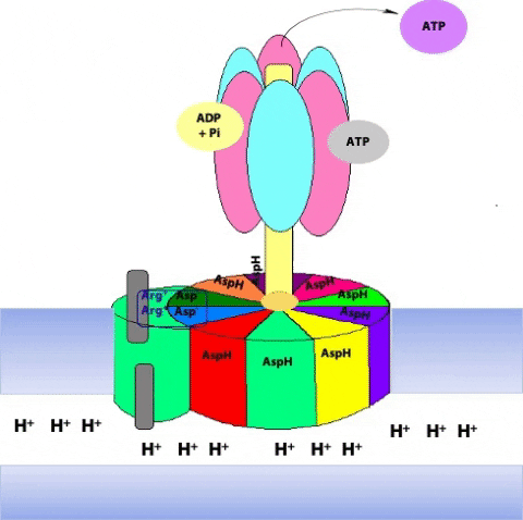 ATP synthase - Wikipedia