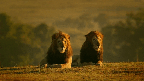 Lion Pack GIFs - Get the best GIF on GIPHY