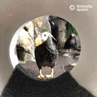 Youtube Puffin GIF by Monterey Bay Aquarium