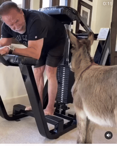 Donkey Raises
