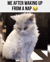 waking up death stare GIF by Gifs Lab