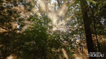 Simplify Henry David Thoreau GIF by PBS