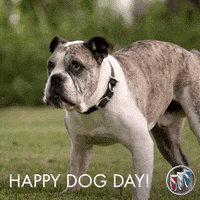 Barking Dog Day GIF by Buick