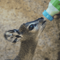 Baby Animals Reaction GIF by San Diego Zoo Baby Animals Reaction GIF by San Diego Zoo