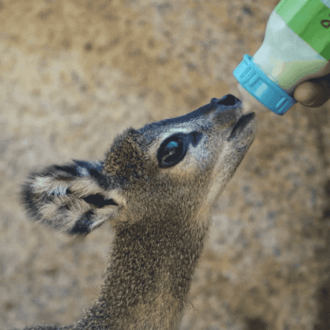 Baby Animals Reaction GIF by San Diego Zoo