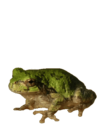 Animated Sticker