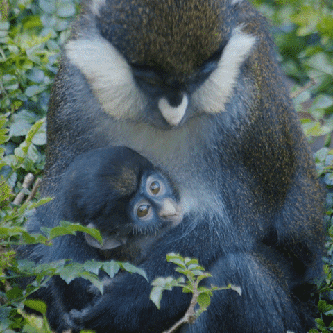 Baby Animals Love GIF by San Diego Zoo Wildlife Alliance
