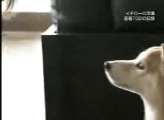 High Five Ichiro GIF