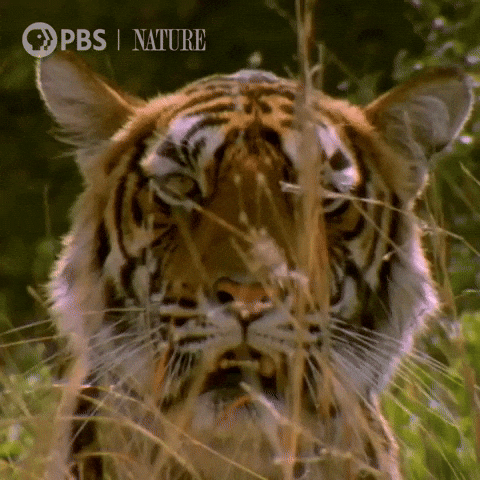 Explore Close Up GIF by Nature on PBS