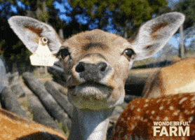 Stick Out Tongue GIF by Wondeerful farm