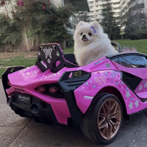 Pomeranian Dog GIF
