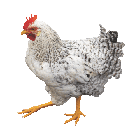 Heritage Education Network Belize Sticker