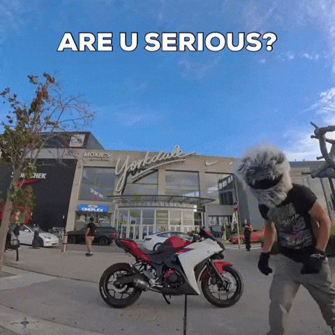 Bunny Seriously GIF