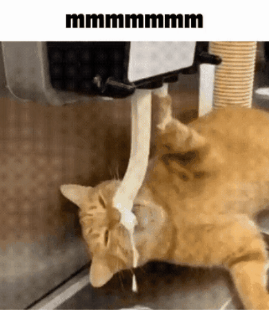 Mmmmm Cat GIF