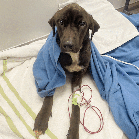 GIF by LifeLine Animal Project