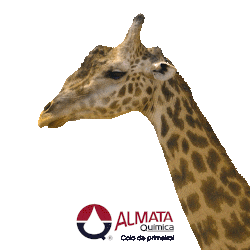 Almata Química Sticker