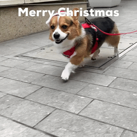 Merry Christmas Dog GIF
