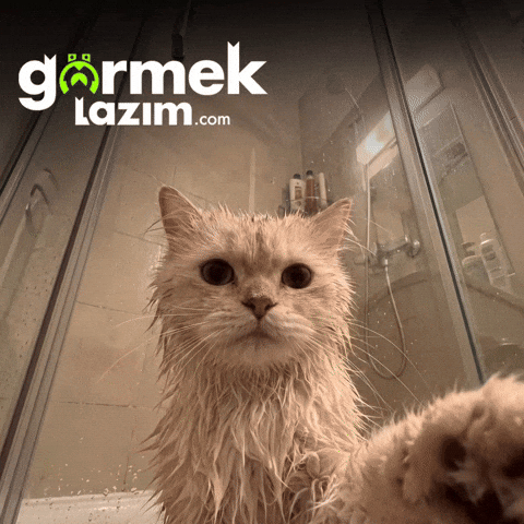 Wet Cat GIF by Görmek Lazım