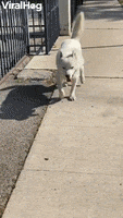 Happy Doggy Strolls Along With His Signature Swagger GIF by ViralHog
