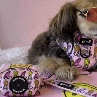 Dog Harness GIFs - Get the best GIF on GIPHY