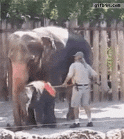 elephant broom GIF
