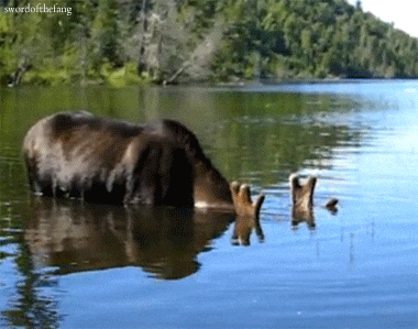 Moose Grazing GIFs - Get the best GIF on GIPHY