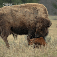 Baby Animals Wildlife GIF by Nature on PBS