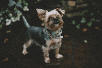 Coco & Barley GIF