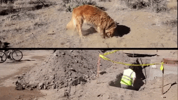 Digging Golden Retriever GIF