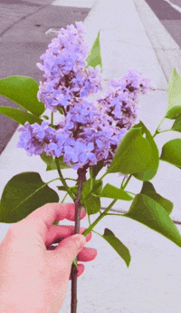 Lilac GIFs - Find & Share on GIPHY