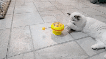 Cat Toy GIF