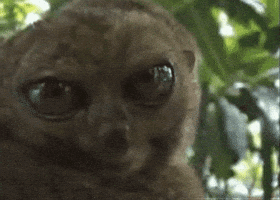 NeoSapien.io GIF