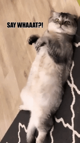 Funny GIF