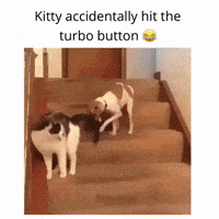 Cat Dog GIF by JustViral