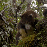 Pbs Nature Cute Animals GIF by Nature on PBS