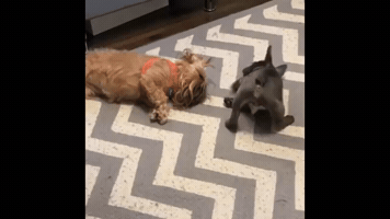 Animated GIF