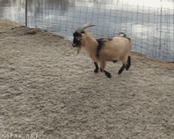 goat GIF