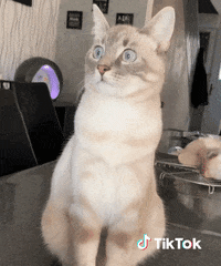 On Dit Quoi Gifs Get The Best Gif On Giphy