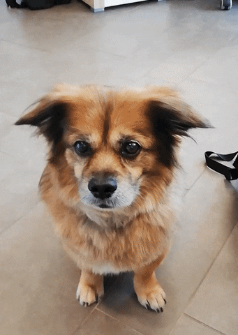 Nordseebad Dangast GIF